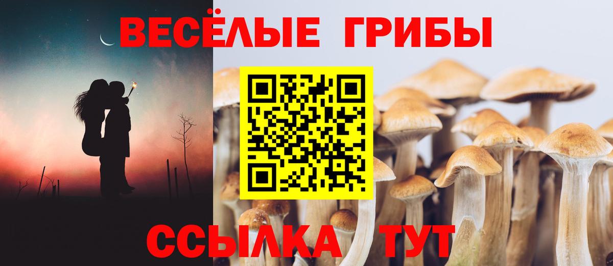 Псилоцибиновые грибы Psilocybine cubensis Чайковский